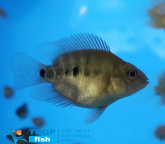 Тригібридний папуга непофарбований (імпорт)