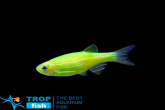   GloFish