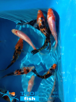 Короп КОІ асорті