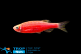   GloFish
