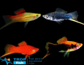 Меченосець асорті