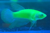 Півник GloFish самець