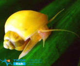 Равлик ампулярія жовта