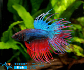 Півник корона самець (імпорт)